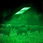 Hog Light, Solar Green Lights For Hunting Deer Pig Activated Feeder Accessor New. Price: $67.34.